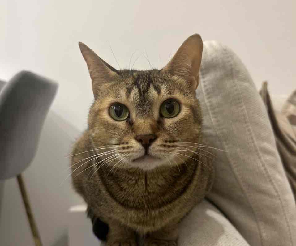 Roma Flor Buenaobra Uy