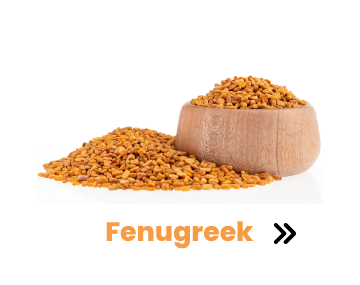 Fenugreek