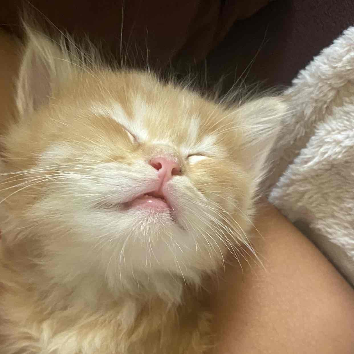 Abdelhalim  elsayed Omar