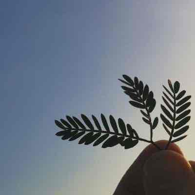 saleh mohamad alhamadi