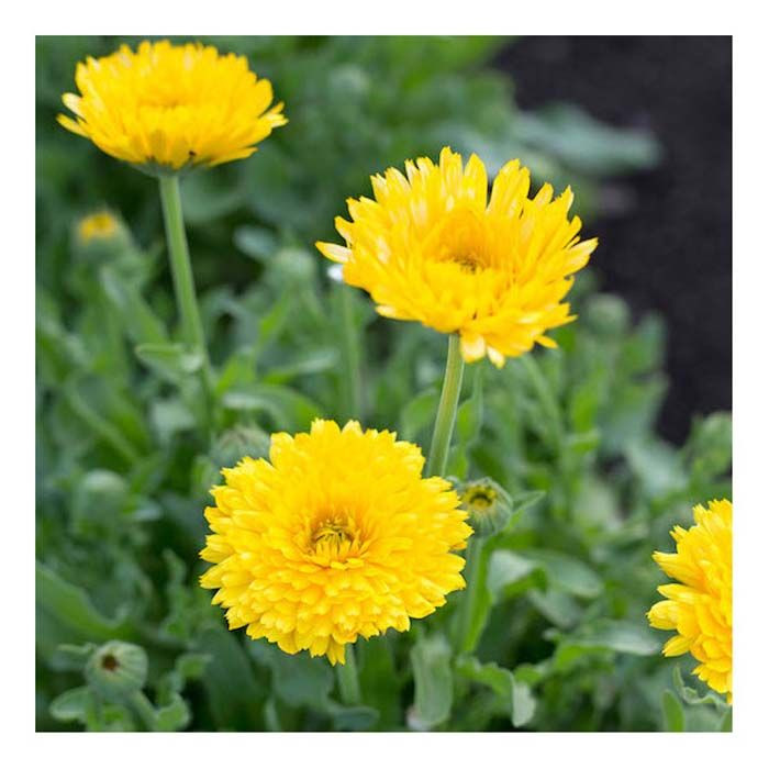 Herb Pharm Calendula Oil 1 Oz