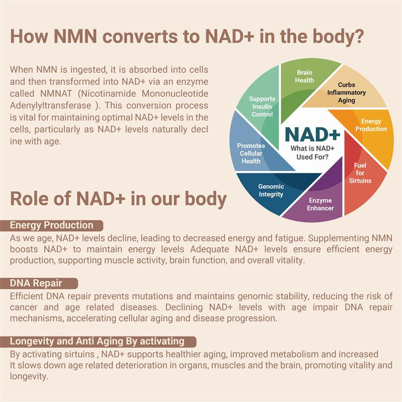 Sunshine Nutrition NMN Nicotinamide 300mg V-Capsule 60s